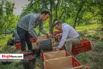 تصاویر/ برداشت گیلاس از باغات بخش کوهستانی کجور شهرستان نوشهر