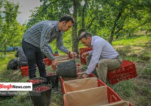 تصاویر/ برداشت گیلاس از باغات بخش کوهستانی کجور شهرستان نوشهر