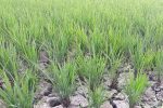 بیآبی شالیزارهای ۱۵ روستای مازندران| آیا خشکسالی نزدیک است؟