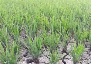 بیآبی شالیزارهای ۱۵ روستای مازندران| آیا خشکسالی نزدیک است؟