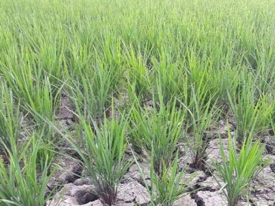 بیآبی شالیزارهای ۱۵ روستای مازندران| آیا خشکسالی نزدیک است؟