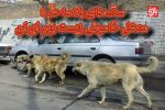 سگهای بلاصاحب؛ معضل خاموش زیست بوم ایران