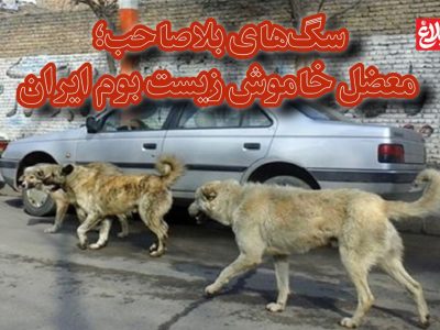 سگهای بلاصاحب؛ معضل خاموش زیست بوم ایران