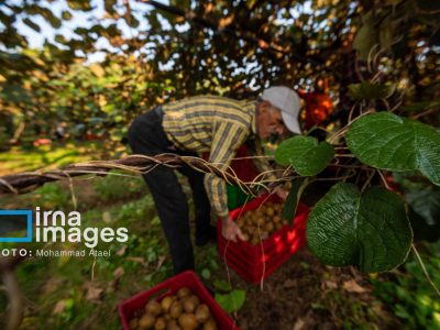 چهار هزار تن محصولات کشاورزی از نوشهر صادر شد