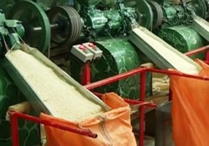 شالیکوبی؛ صنعتی که چشمانتظار حمایت است