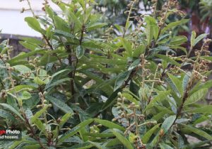 باران و برف، نوشهر را در آغوش گرفت