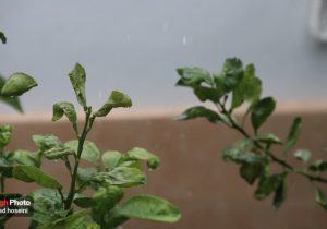 هم اکنون بارش برف و باران در شهرستان نوشهر