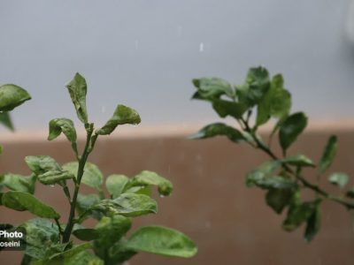 هم اکنون بارش برف و باران در شهرستان نوشهر