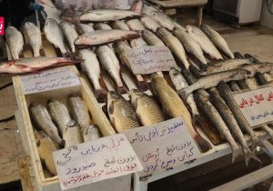 نبض خزر در بازار نوشهر